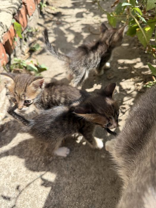Кошечки и Котики