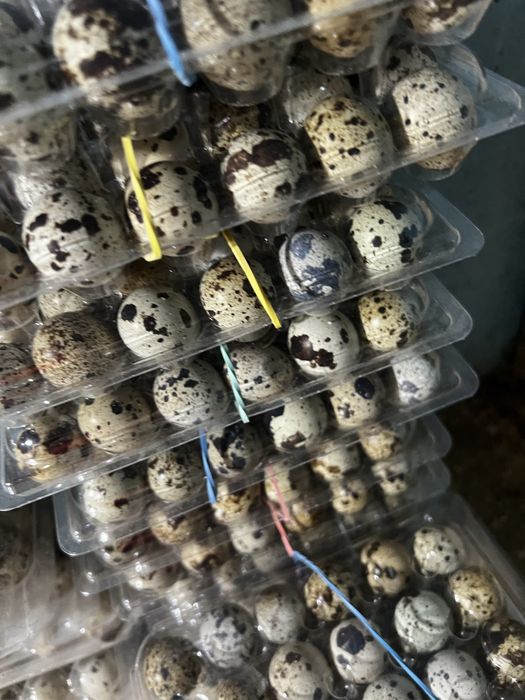 Oua incubat prepelita japoneza, jumbo gold si gigant polara