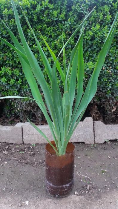 Продавам градинска юка