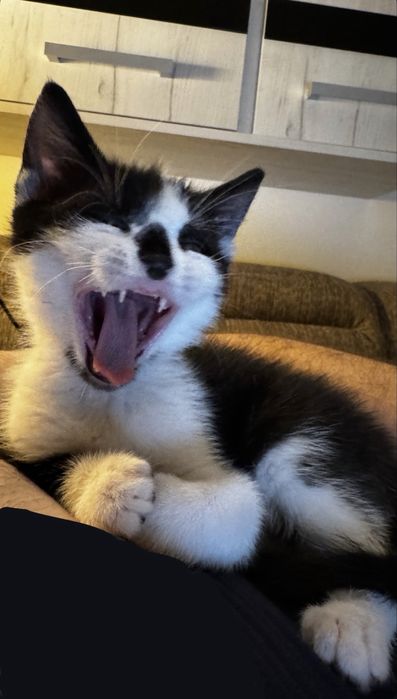 Котенце за осиновяване