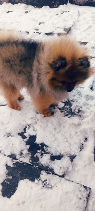 Щенки шпица от шикарных родителей