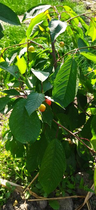 Karlek VA polekarlek geloslar 100%Kafolati bilan