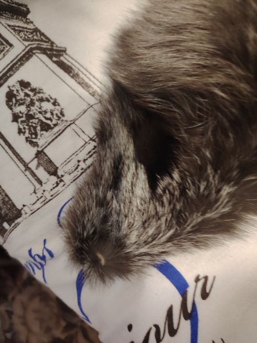 Мех чернобурка цельный