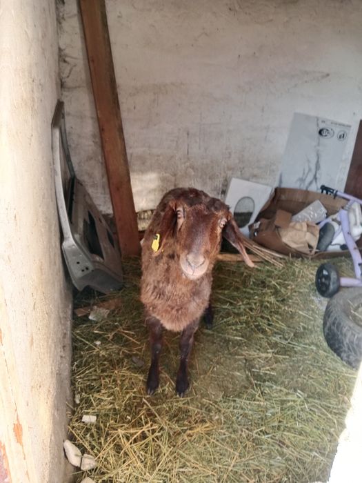 Бордақы ұрғашы тоқты