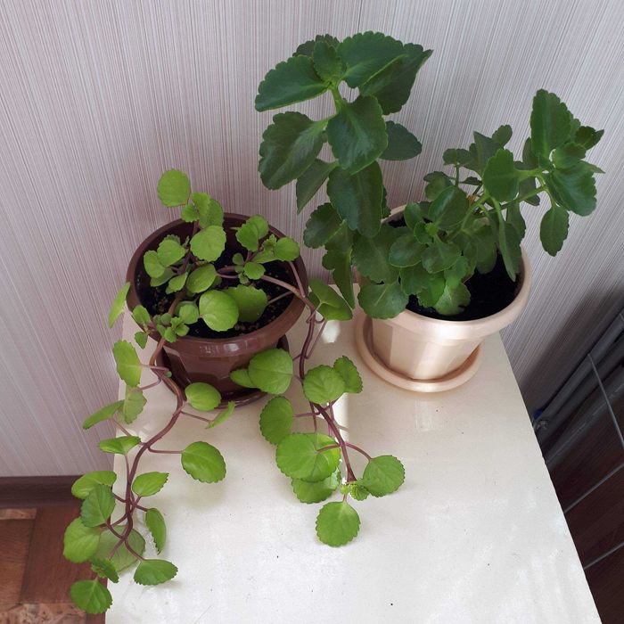 комнатные цветы шведский плющ каланхоэ оранжевый гиппеаструм