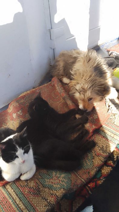 Catei Pentru Adoptie