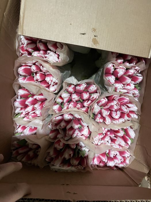 Белорусские тюльпаны