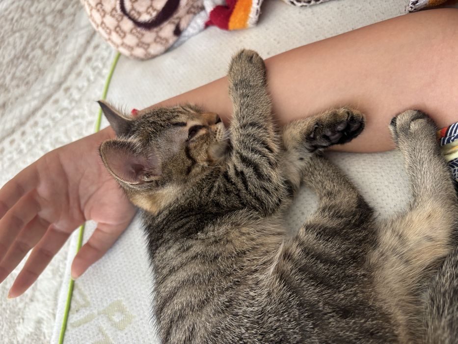 Кошка в хорошие руки