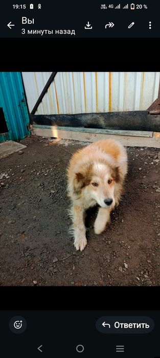 Отдам в добрые руки