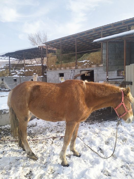 Үйірден бөлінбейді