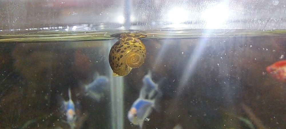 Аквариумни охлюви