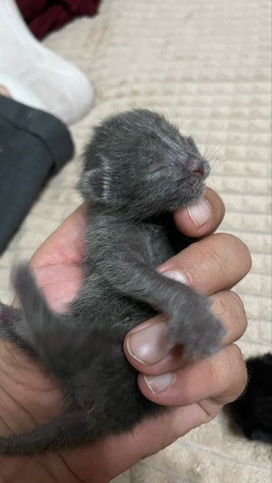 Кошечка София ищет семью.