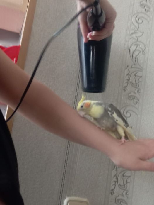 Карелла самец ручной