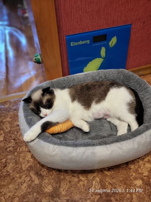 Отдам кошку бесплатно