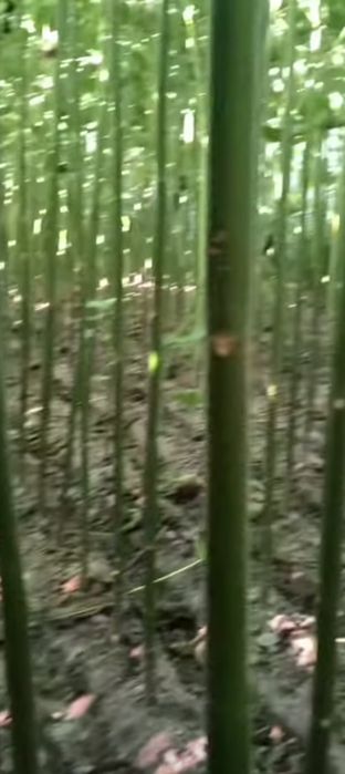 Sifatli Pavloniya koʻchatlari