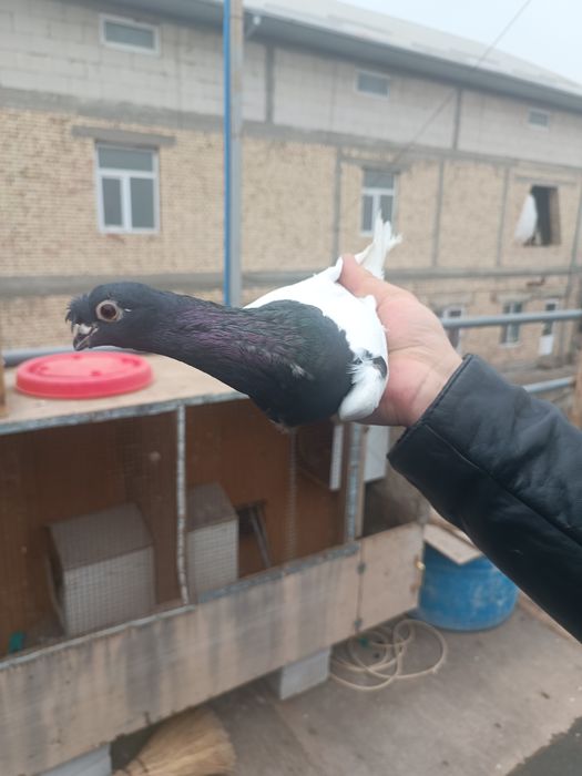 Продам голубей превезаны прямо из Китая пекинской и мясной породы