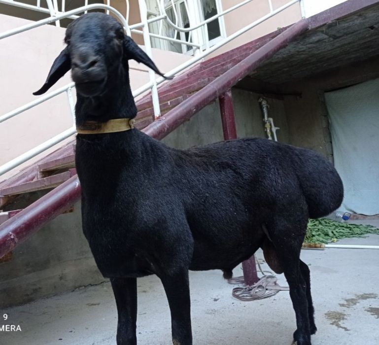 Qassob service hizmati