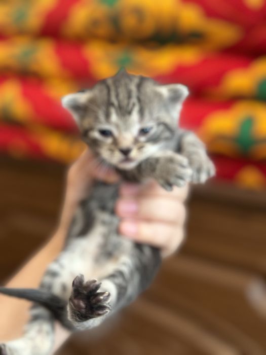 Котята британцы бронь