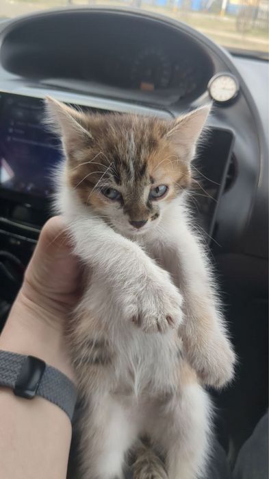 Отдам котенка в добрые руки