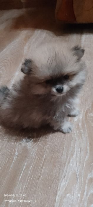 Щенки Немецкий Шпиц