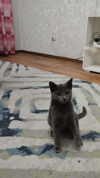 Отдам котят в заботливые руки.