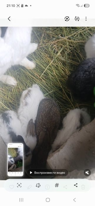 Срикач куён боласи 8та сотилади