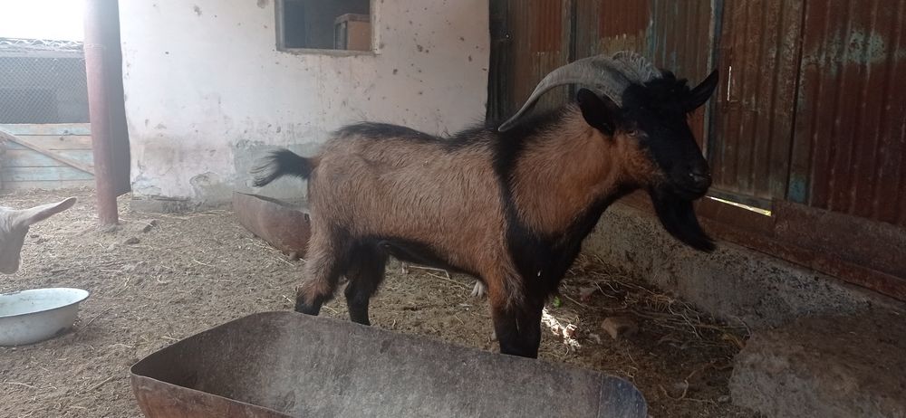 Альпи француз теке