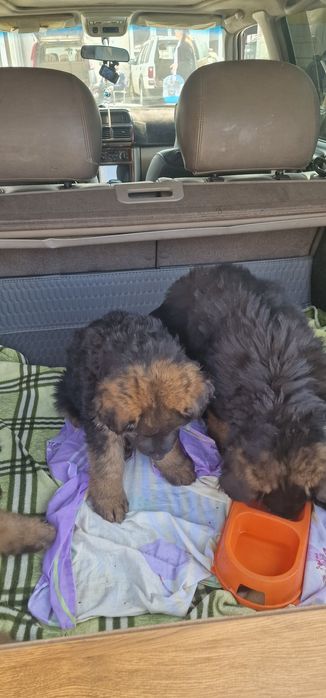 Щенки немецкая овчарка