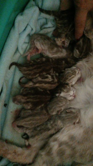 Вязка Скоттиш страйт