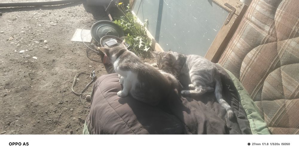 Отдам Кошек и котят даром