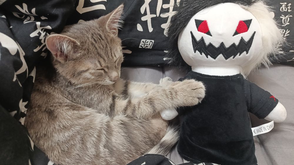 Продам котенка девочка