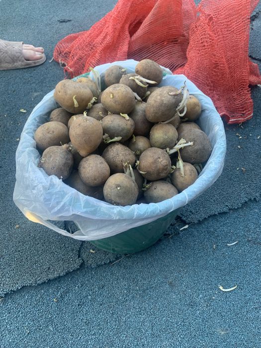 Семенной картофель