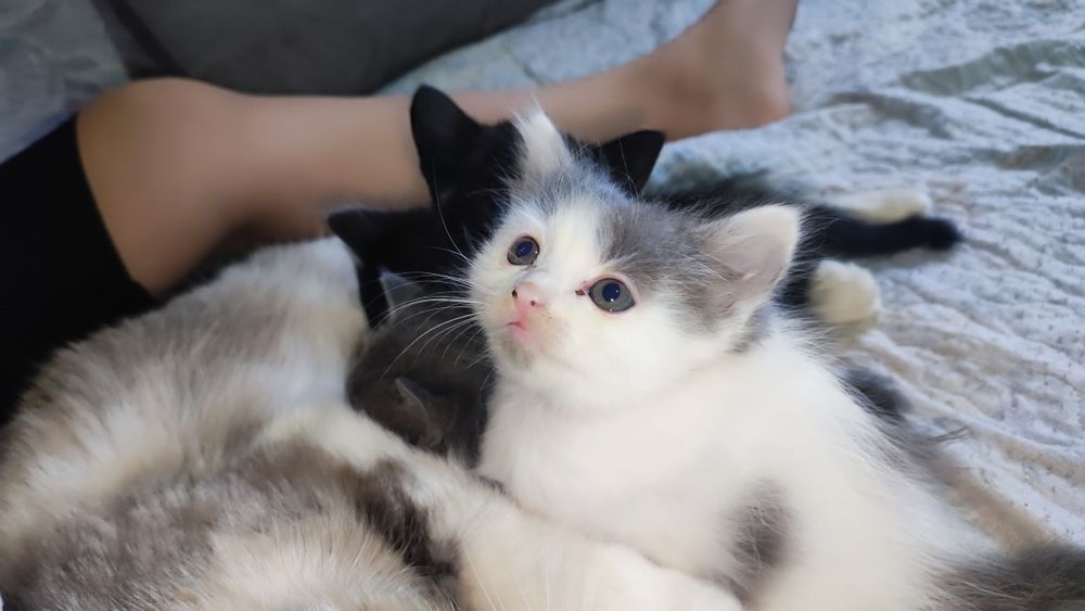 Отдам котят срочно!