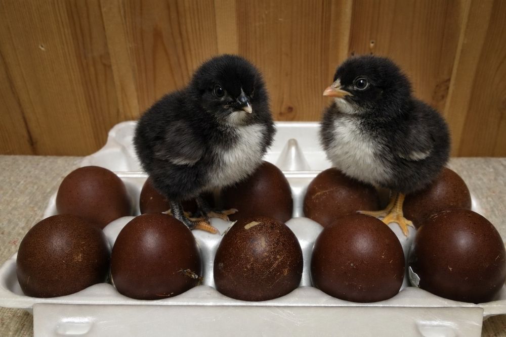 Элита маран жўжалари сотилади!