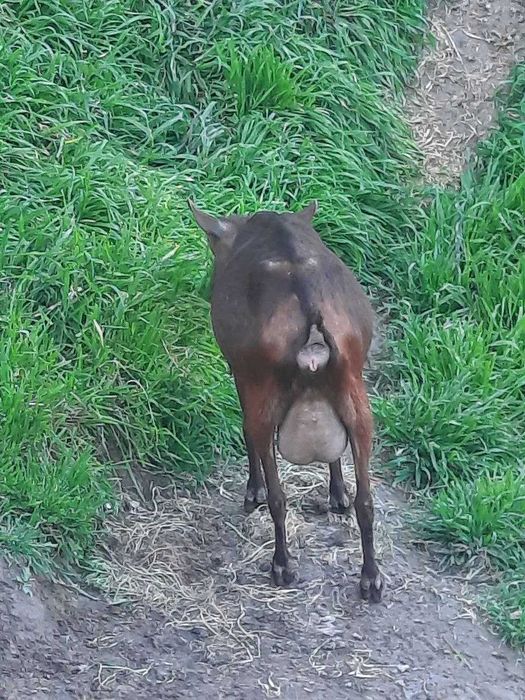 Mursiyana Granadina echkilari oilasi sotuvda