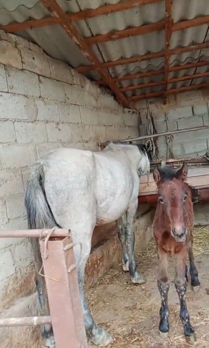 Семіз Құлынды бие сатылады