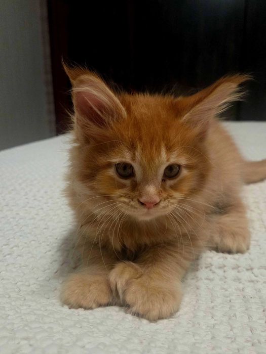 Продаются Мейн-кун-Полидакт