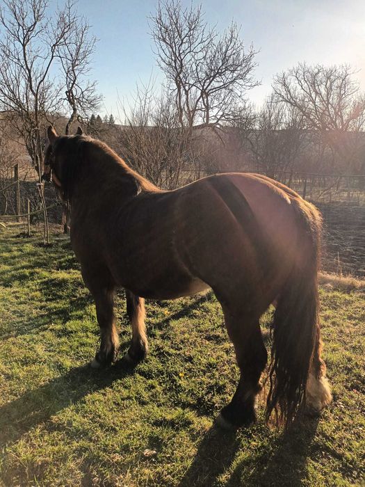 Cal in varsta de 4 ani