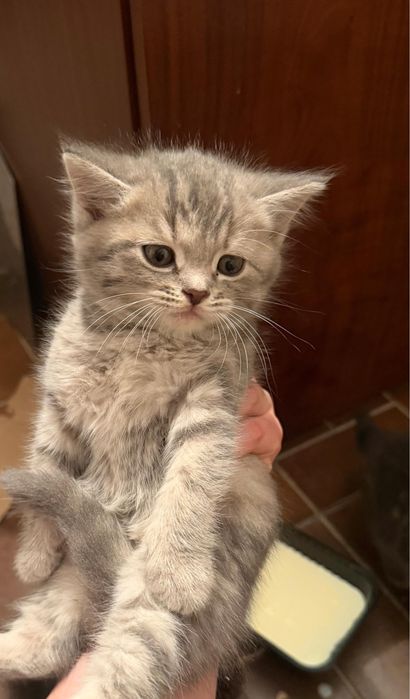 Отдам котят в хорошие руки!!!