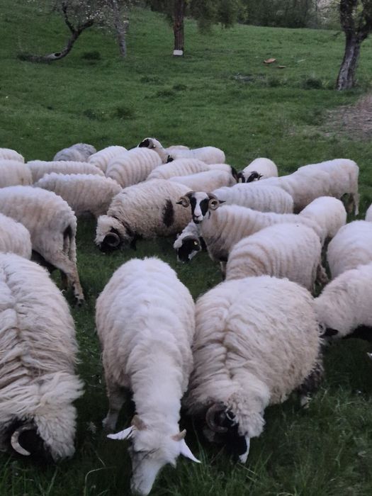 Oi bune bale si breze cumparate de la  crescători mari