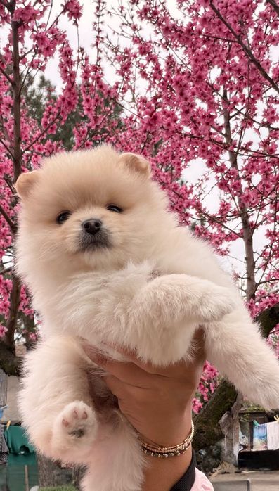 Померан момче и момиче