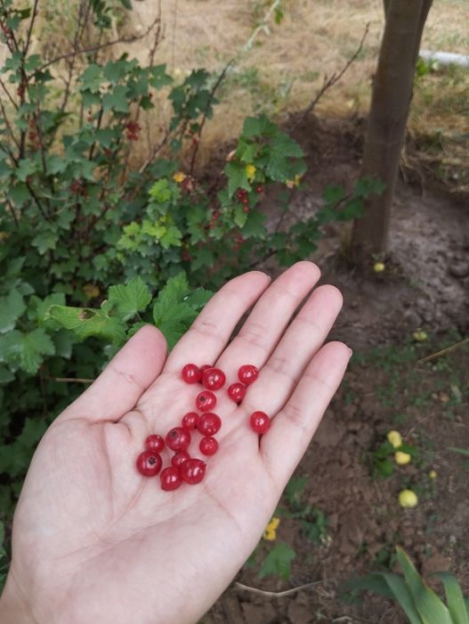 Продам дом, дача