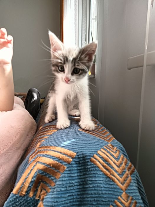 Отдам в хорошие руки