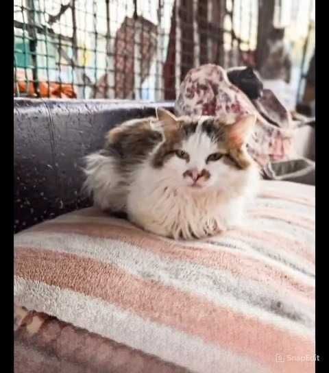 Кошки, коты  в ответственные руки