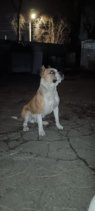 Стаффорд кабель (вязка)