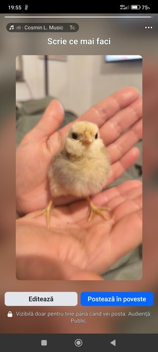 Oua incubat bărboasă