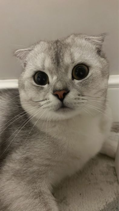 Шотландская вислоухая кошка