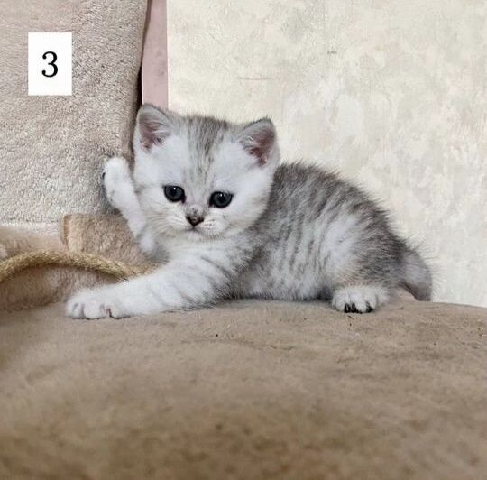 Шиншилла Британские котята