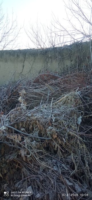 Shohlar bor sotiladi