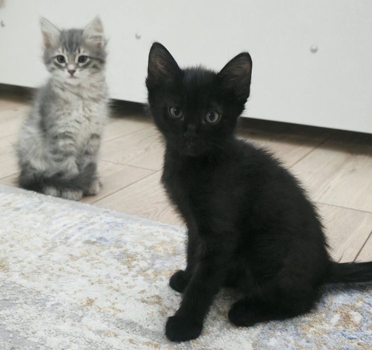 Котята в добрые руки